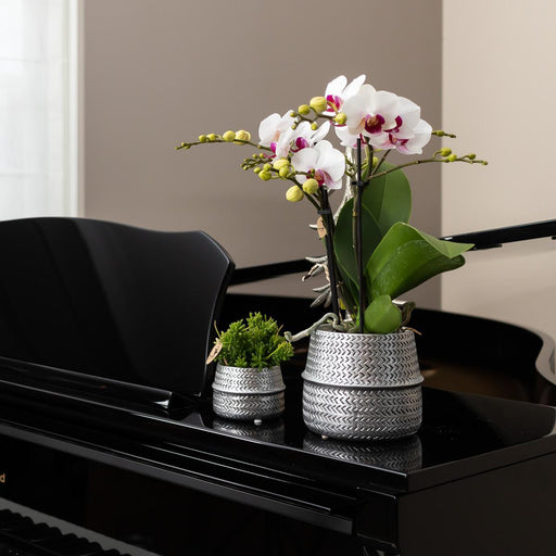 Vaso Per Piante Argento - Ø12Cm