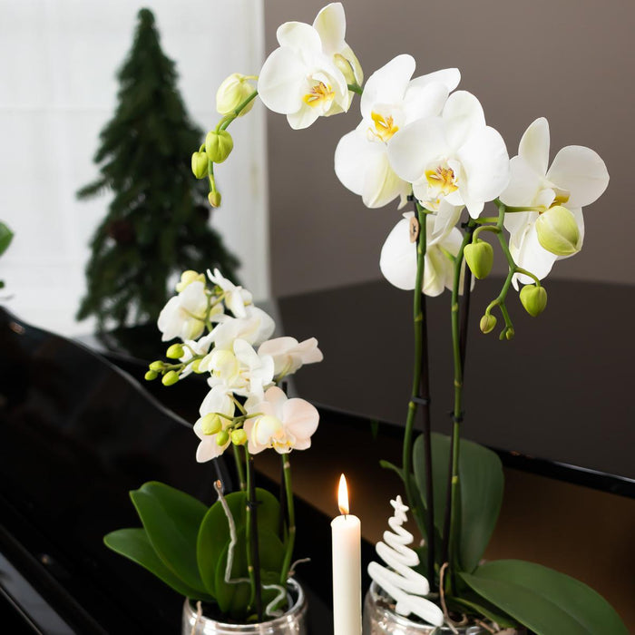 Vaso Per Piante Argento - Ø12Cm