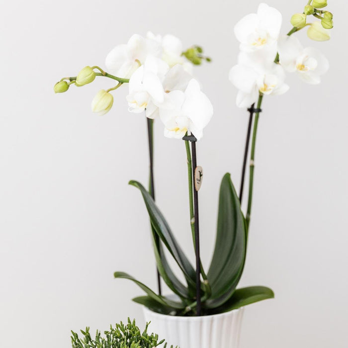 Vaso Per Piante Bianco - Ø6Cm