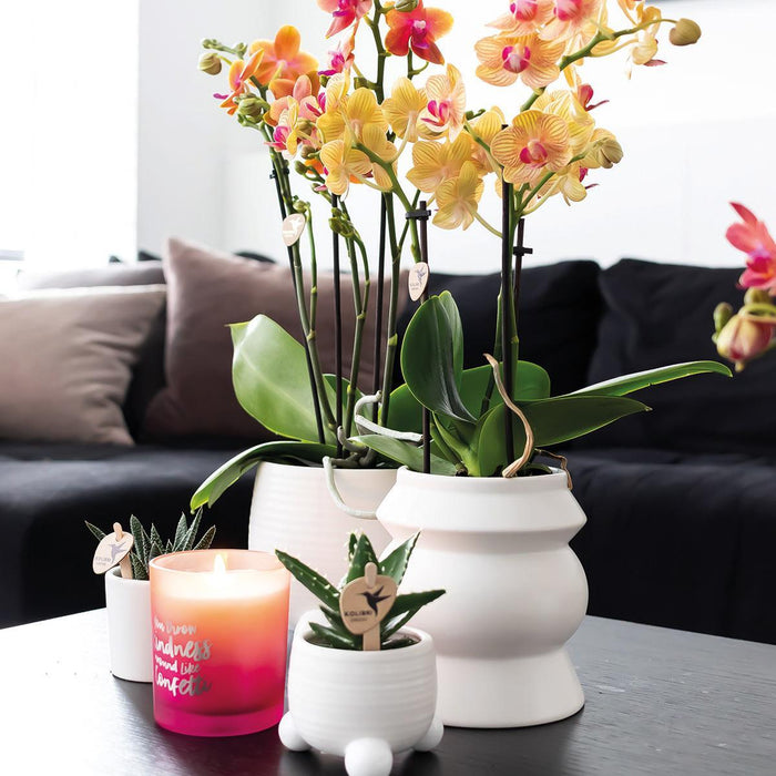 Vaso Per Piante Bianco - Ø9Cm