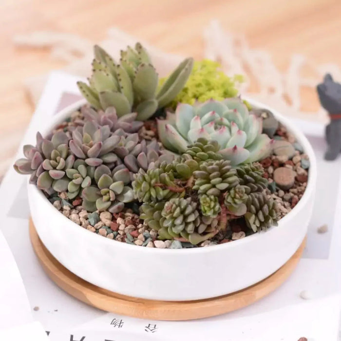 Fioriera In Ceramica Rundo