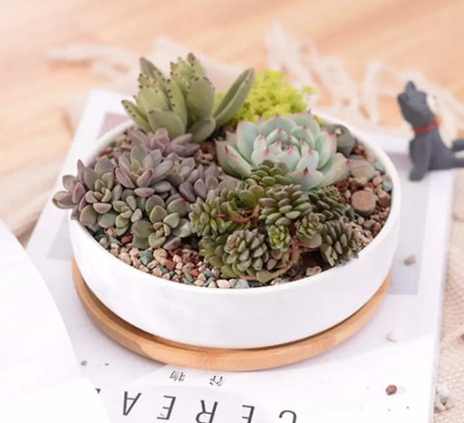 Fioriera In Ceramica Rundo