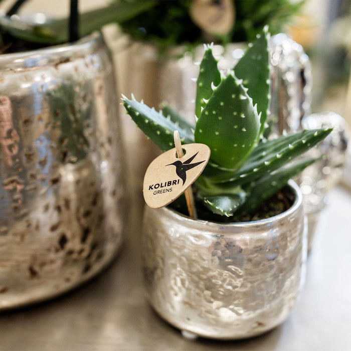 Vaso Per Piante In Rame - Ø6Cm