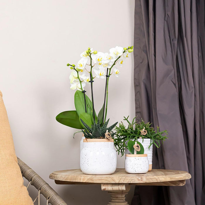 Vaso Per Piante In Ceramica Bianca - Ø6Cm