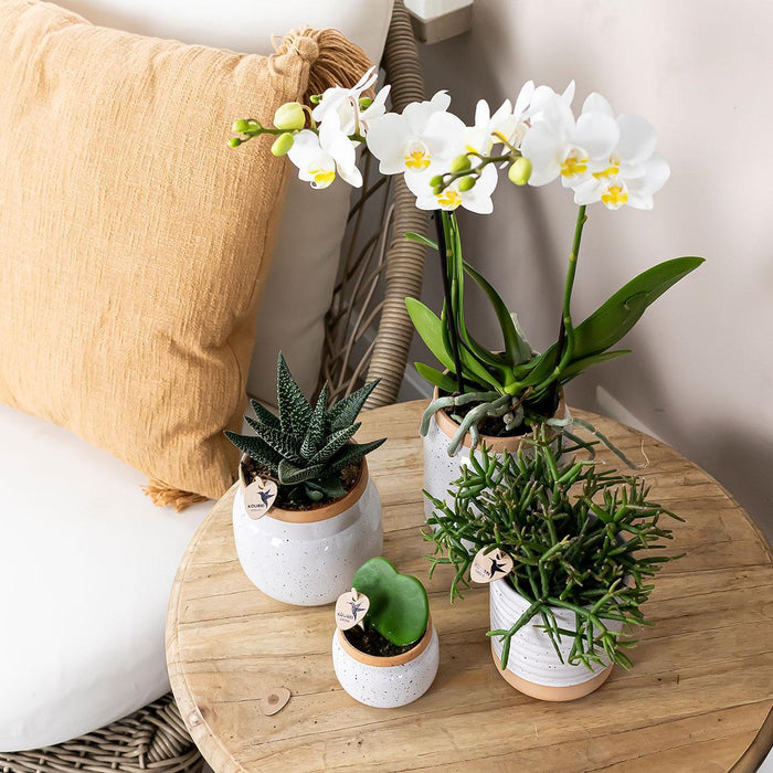 Vaso Per Piante In Ceramica Bianca - Ø6Cm