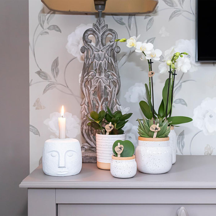 Vaso Per Piante In Ceramica Bianca - Ø6Cm