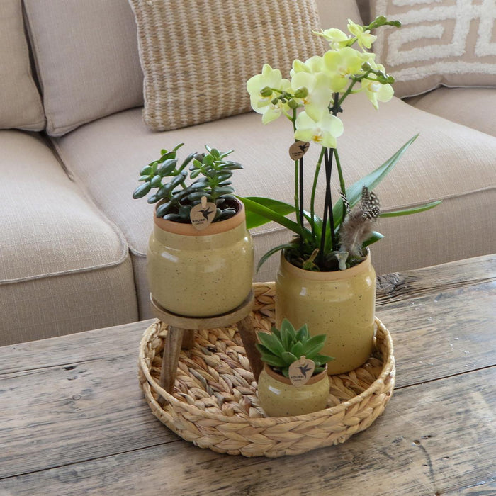 Vaso Per Piante In Ceramica Kaki - Ø6 Cm