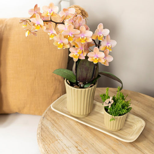 Vaso Per Piante Color Kaki - Ø6 Cm