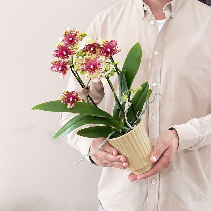 Vaso Per Piante Color Kaki - Ø9 Cm