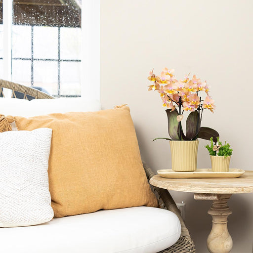 Vaso Per Piante Color Kaki - Ø9 Cm