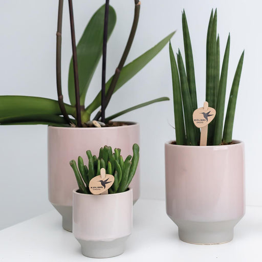 Vaso Per Piante Rosa - Ø12Cm