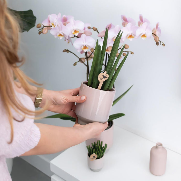 Vaso Per Piante Rosa - Ø12Cm