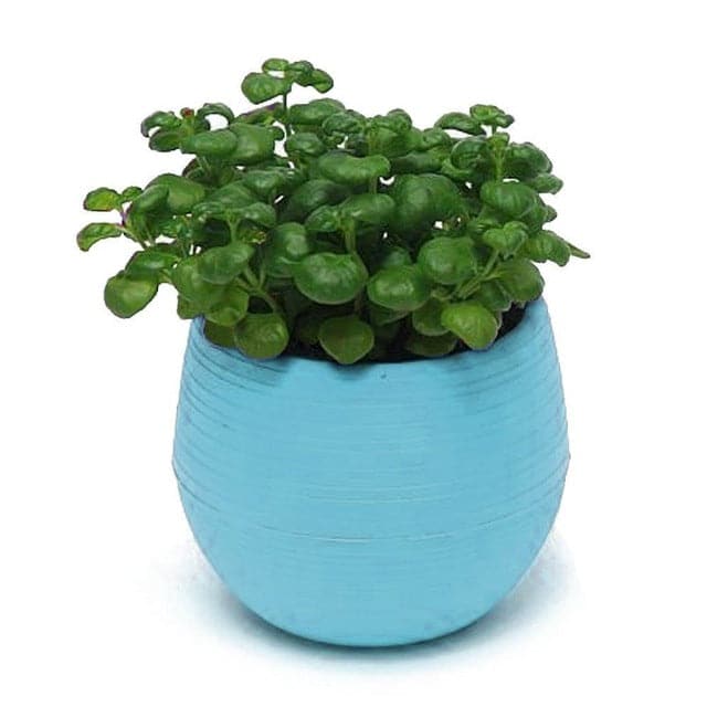Cache Pot Su Supporto Mini Vaso Da Fiori In Plastica Colorata