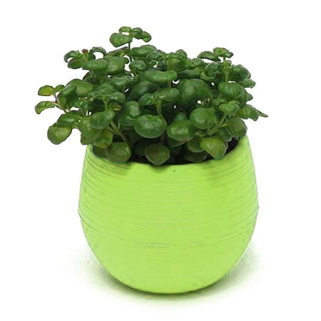 Cache Pot Su Supporto Mini Vaso Da Fiori In Plastica Colorata