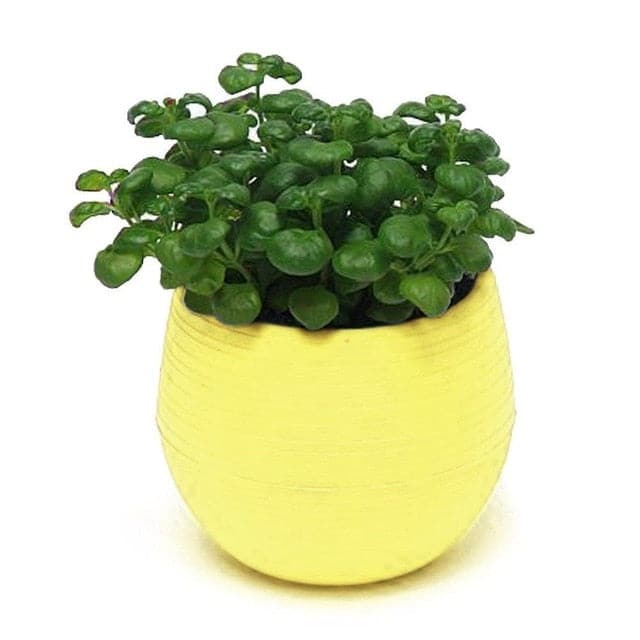 Cache Pot Su Supporto Mini Vaso Da Fiori In Plastica Colorata