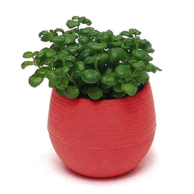 Cache Pot Su Supporto Mini Vaso Da Fiori In Plastica Colorata