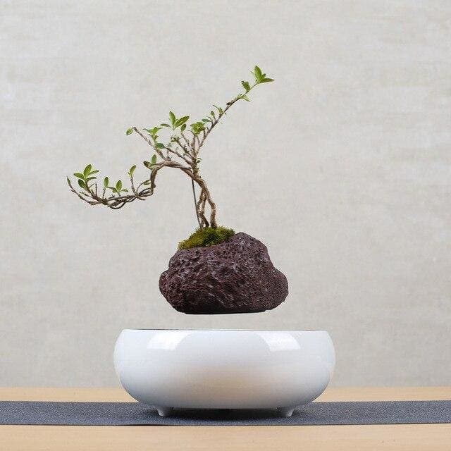 Cache Pot Su Un Vaso Da Fiori Che Vola Volando