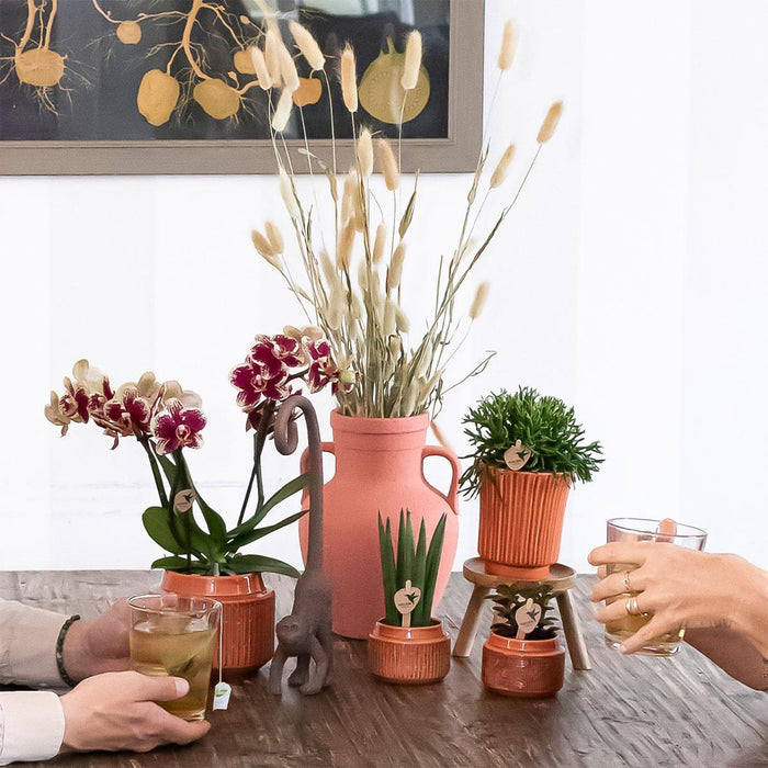 Vaso Per Piante In Terracotta - Ø9Cm