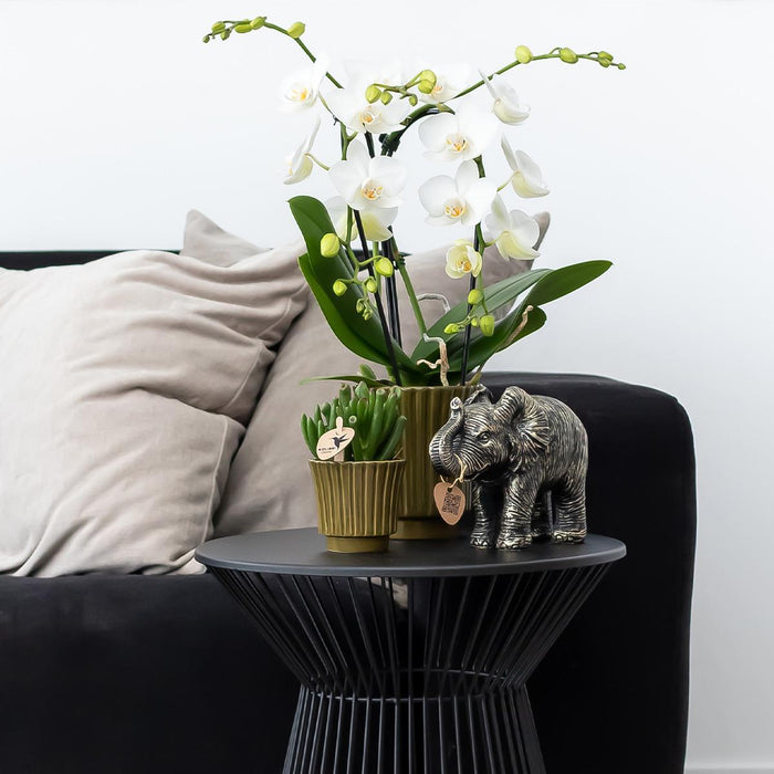 Vaso Per Piante Verde Scuro - Ø6Cm