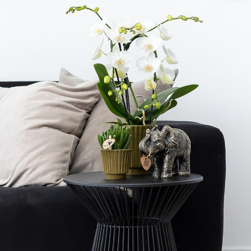 Vaso Per Piante Verde Scuro - Ø9Cm