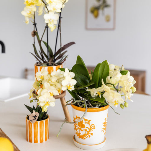 Vaso Per Piante Arancione Di Malaga