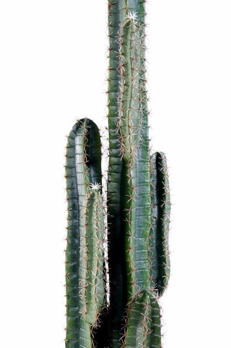 Cactus Artificiale 185 Cm Per Decorazione Interni
