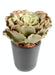 Cactus Artificiale Crassula Echeveria 25Cm Da Ricamare