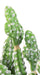 Cactus Artificiale In Vaso 35 Cm Pianta Sintetica