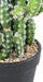 Cactus Artificiale In Vaso 35 Cm Pianta Sintetica