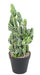 Cactus Artificiale In Vaso 35 Cm Pianta Sintetica