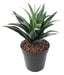 Cactus Artificiale Furcraea 21 Foglie 25Cm Verde