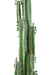 Cactus Artificiale H185Cm Con Foglie Per Interni