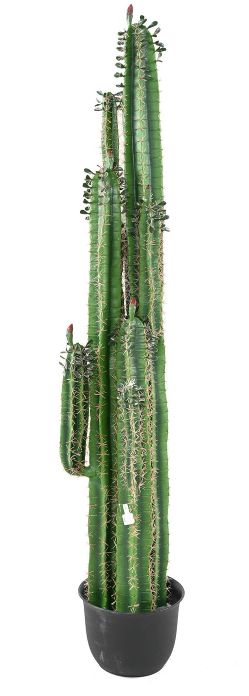 Cactus Artificiale H185Cm Con Foglie Per Interni