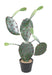 Cactus Artificiale Opuntia 75Cm Per Interni