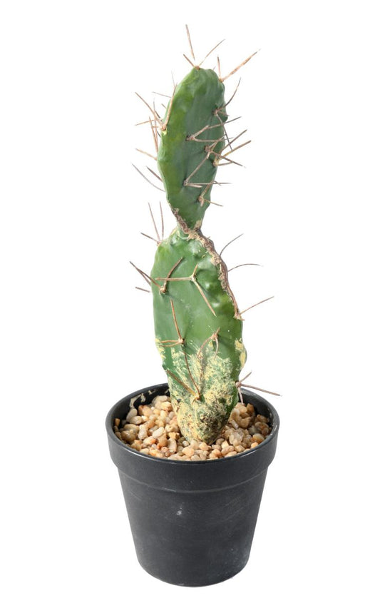 Cactus Artificiale Piatto 34 Cm Per Decorazione Interni