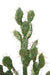 Cactus Artificiale Piatto 58 Cm Per La Decorazione D'interni