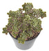 Cactus Succulente Artificiale Su Palo 13 Cm