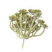 Cactus Succulente Artificiale Su Palo 13 Cm