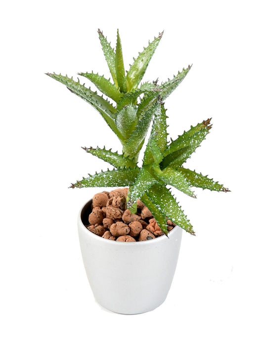 Cactus Succulente Artificiale Mini H.18Cm Per Decorazione