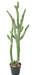 Cactus Artificiale Verde 120Cm Per Interni