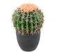 Cactus Artificiale Verde 27 Cm Per Decorazione Interni