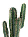 Cactus Artificiale Verde 70 Cm Per Interni