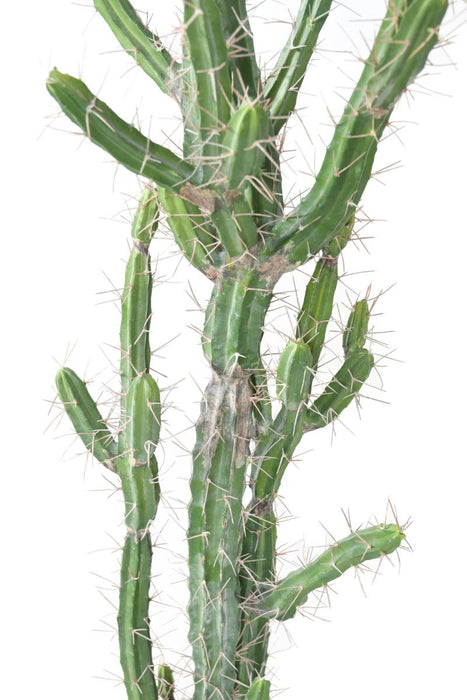 Cactus Artificiale Verde 85 Cm Per Interni