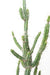Cactus Artificiale Verde 85 Cm Per Interni