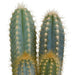 Cactus, Scatola Da 3 Piante H27Cm