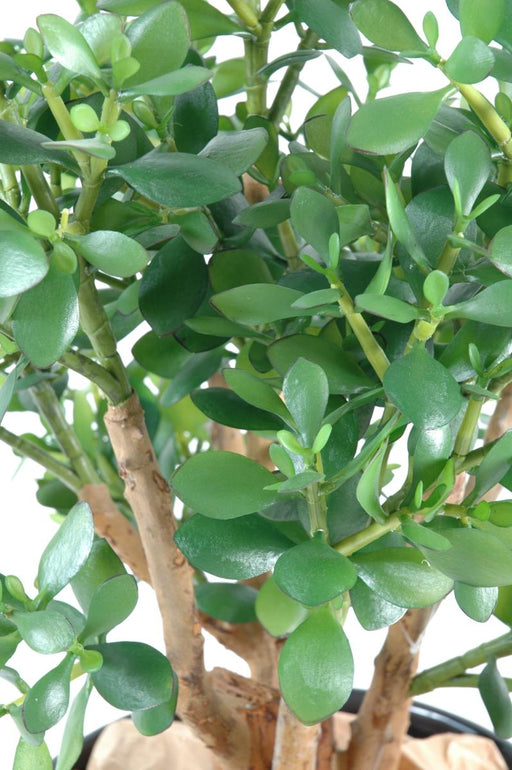 Cactus Crassula Artificiale H.65 Cm Vaso Verde