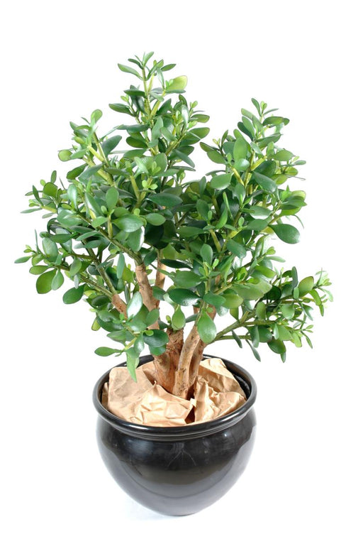 Cactus Crassula Artificiale H.65 Cm Vaso Verde