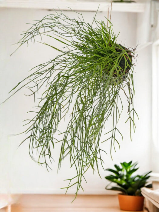 Cactus Rhipsalis - Pianta Artificiale Che Cade