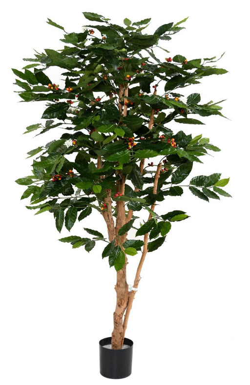 Pianta Del Caffè Artificiale Con Fiori E Tronco Nodoso 175 Cm