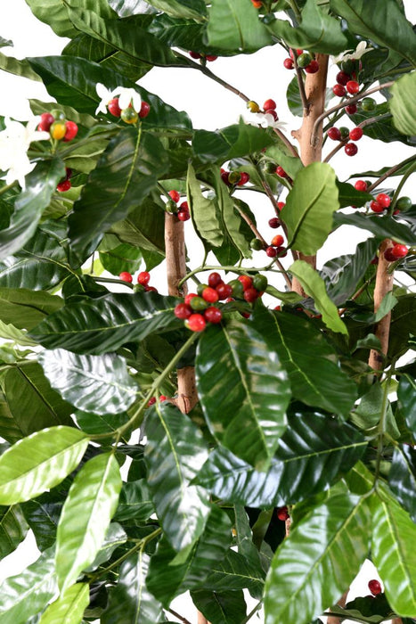 Fiori Artificiali Di Pianta Del Caffè Tronco Nodoso 150 Cm